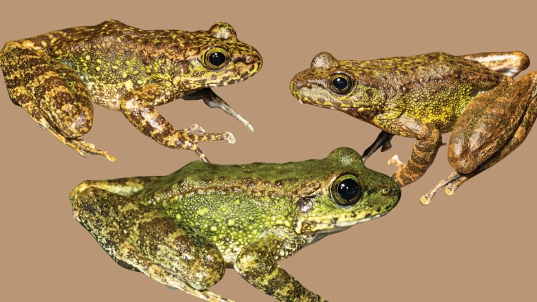 Three new species of cascade frogs were reported from Northeast India and West Bengal